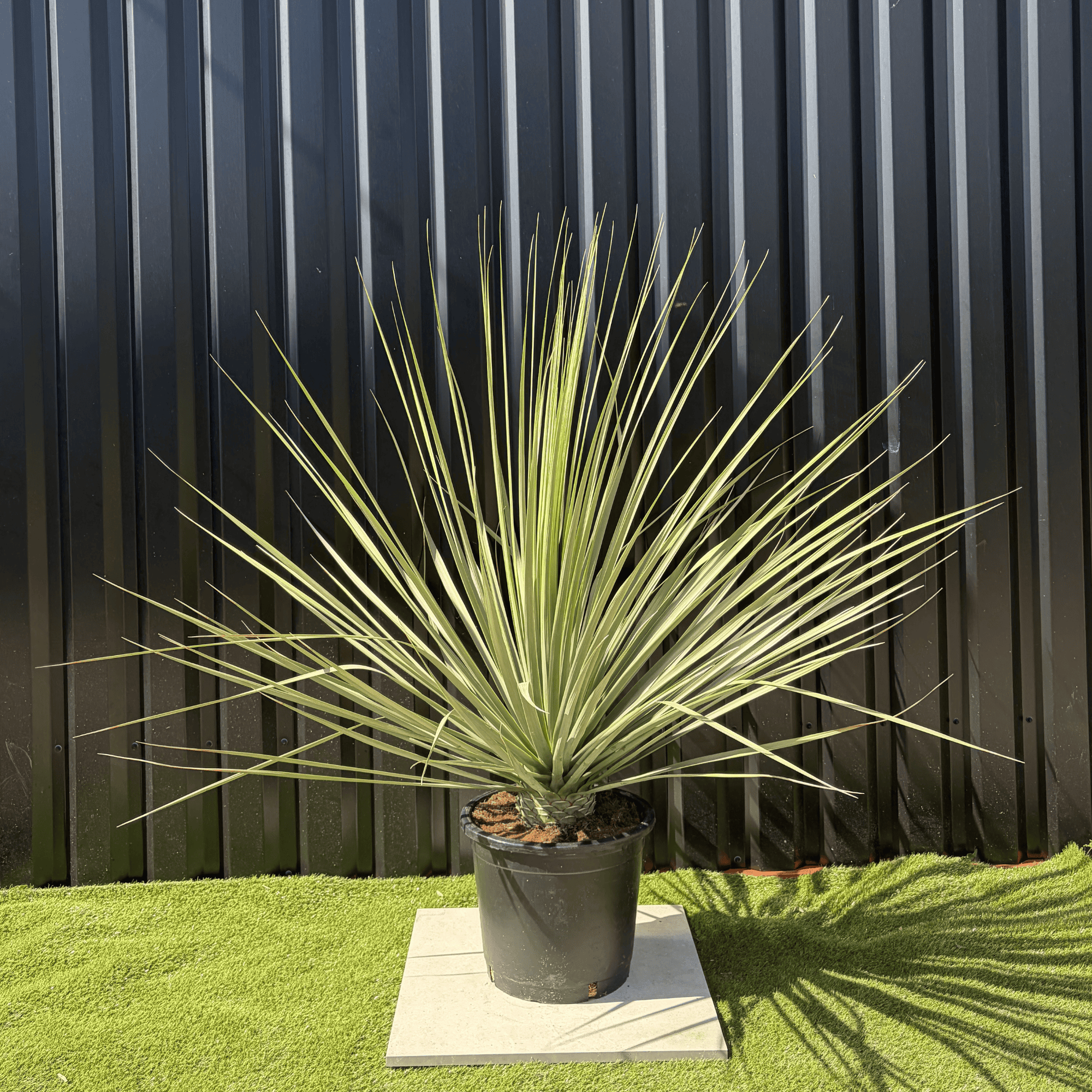 Jardiland - Nolina Nelsonii Hauteur 160 cm - Image 1