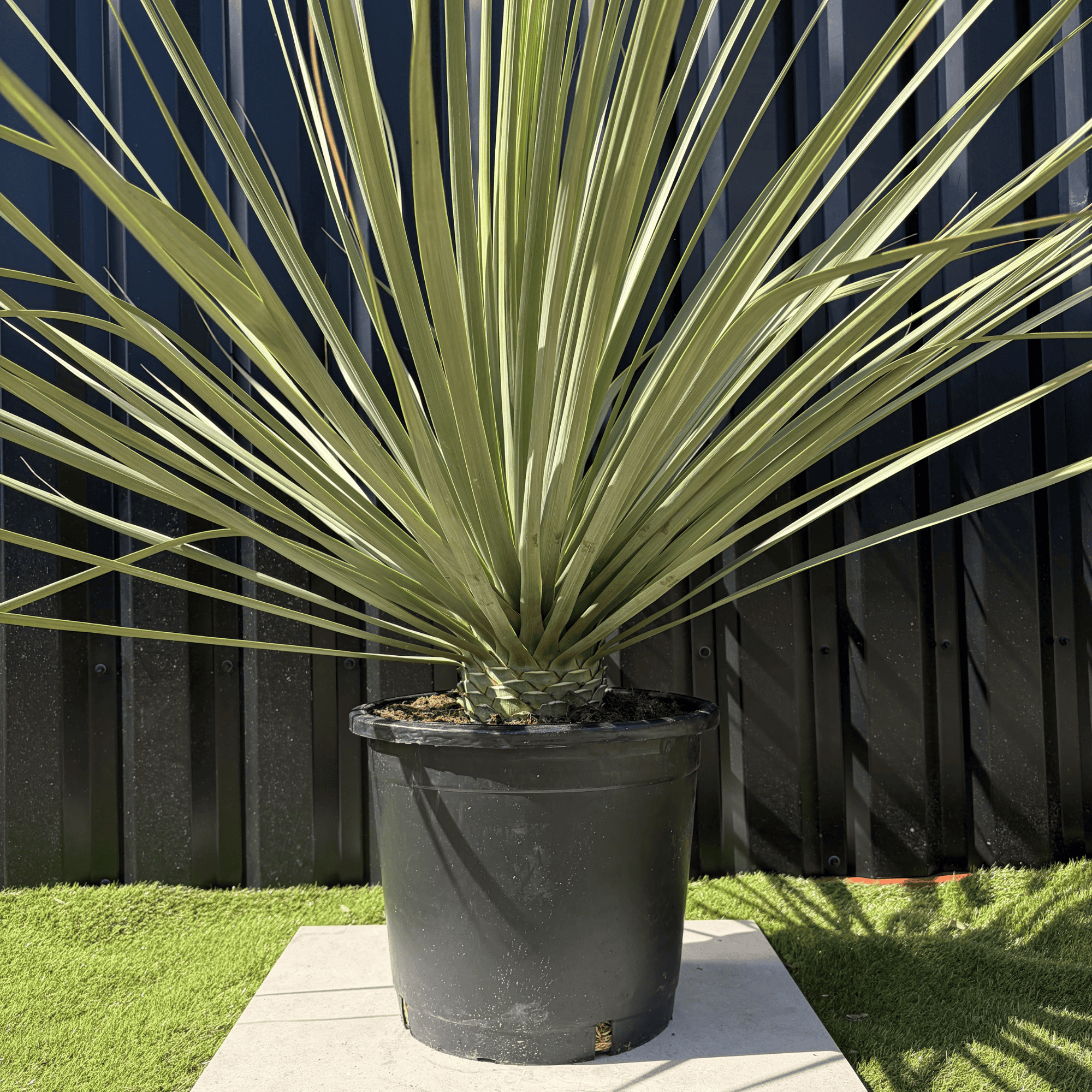 Jardiland - Nolina Nelsonii Hauteur 160 cm - Image 4
