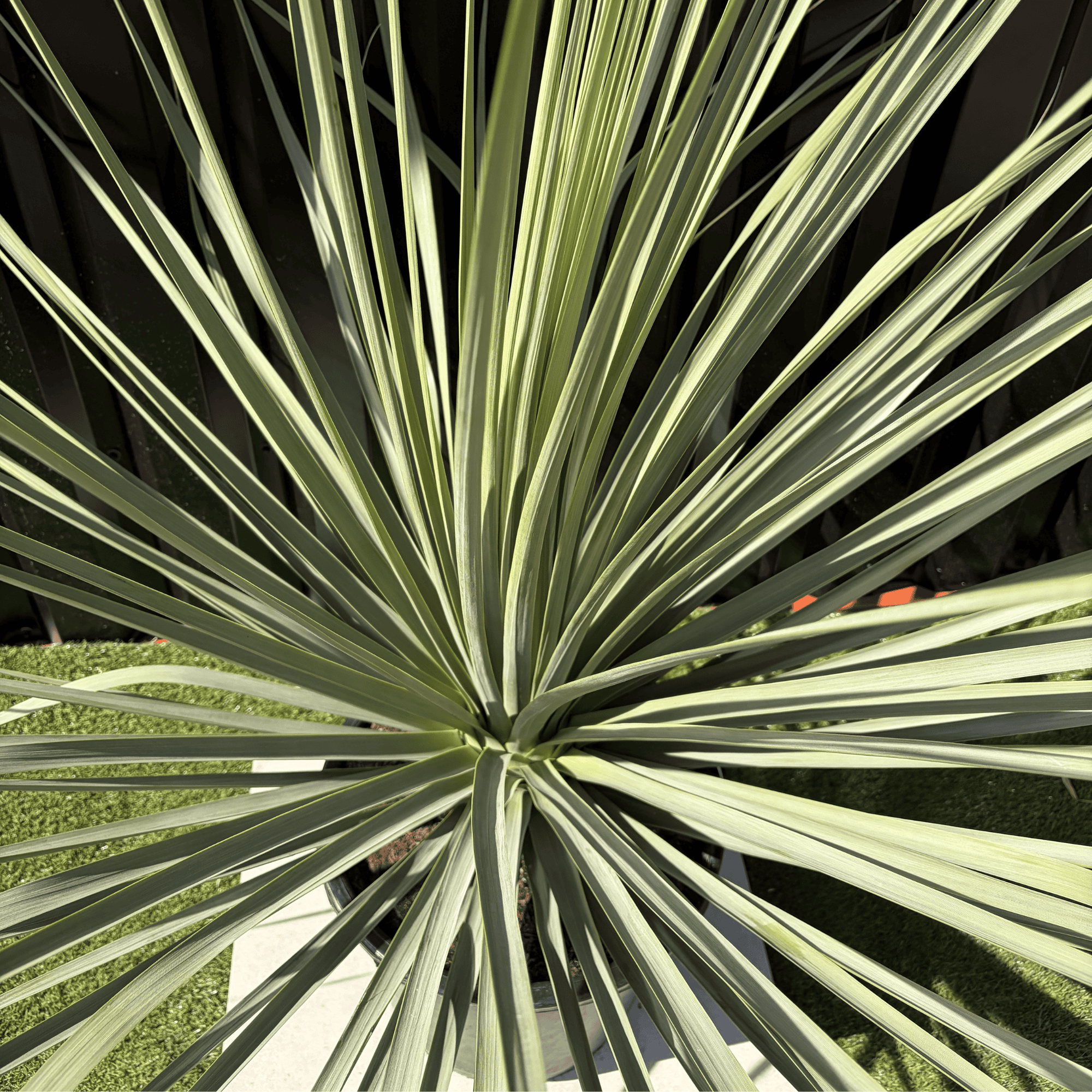 Jardiland - Nolina Nelsonii Hauteur 160 cm - Image 2