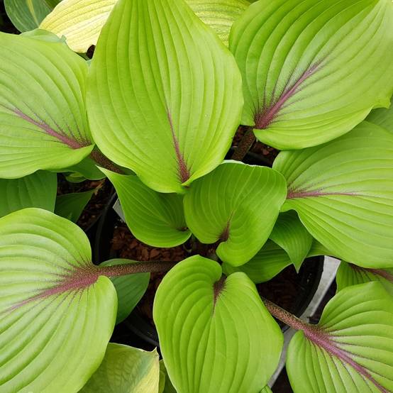 Promesse de Fleurs - Hosta Almost Pot de 1,5L/2L