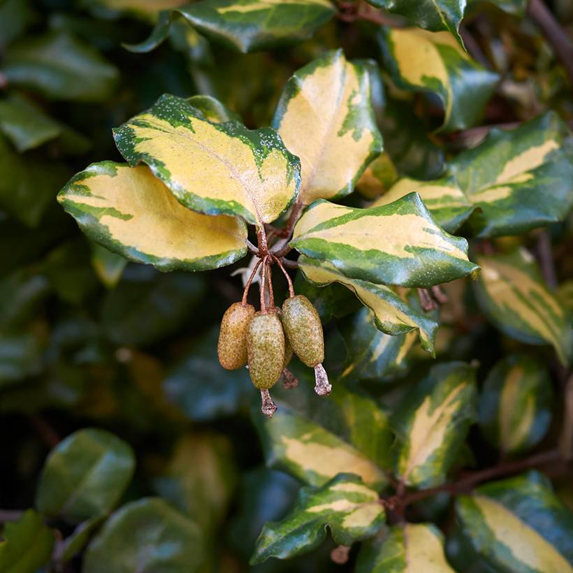 Elaeagnus pungens Maculata - Chalef panaché Godet de 8/9 cm - Image 1