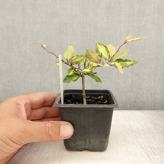 Elaeagnus pungens Maculata - Chalef panaché Godet de 8/9 cm - Image 2