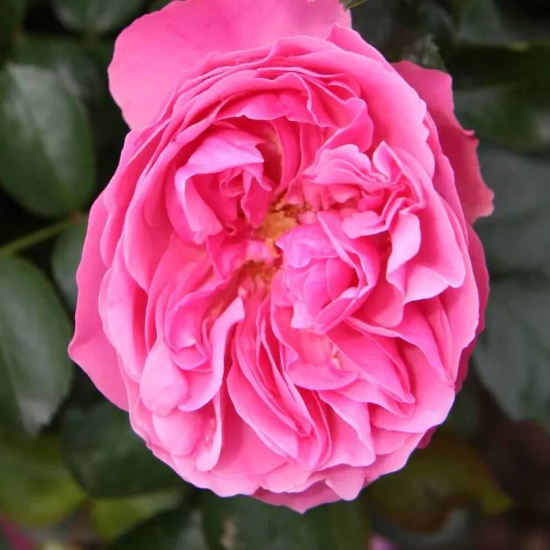 Rosier 'Léonard De Vinci®' - Conteneur 3L - Pépinières Naudet - Image 2
