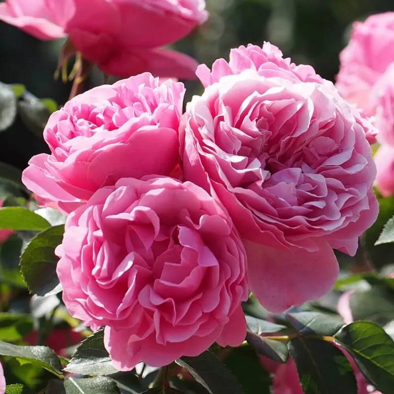 Rosier 'Léonard De Vinci®' - Conteneur 3L - Pépinières Naudet - Image 4