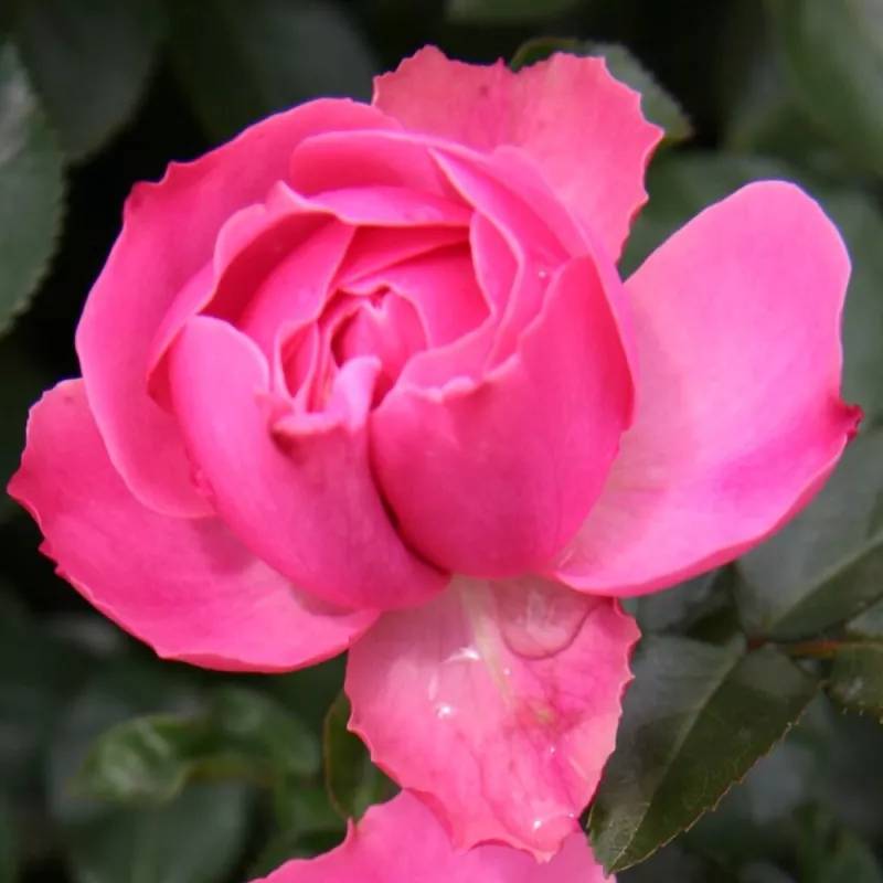 Rosier 'Léonard De Vinci®' - Conteneur 3L - Pépinières Naudet - Image 3