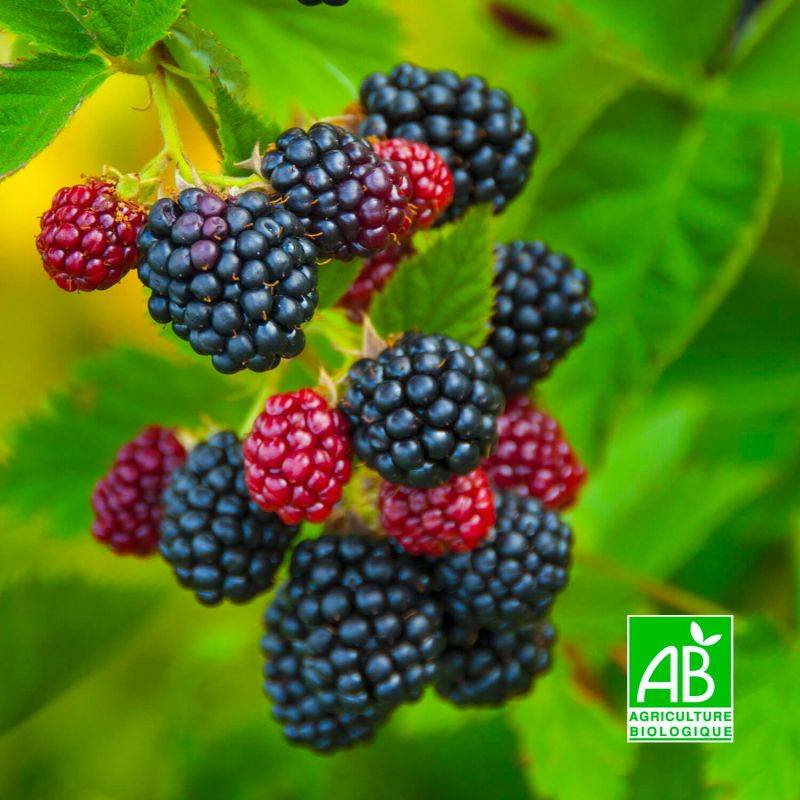 Mûrier 'Dirksen' BIO (Rubus fruticosus 'Dirksen') - Godet 9cm - Pépinières Naudet - Image 1