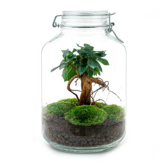 Terrarium à composer bouteille en verre recyclé - Ø18-H28cm - avec râteau, pelle et pince - Terrarium DIY - Image 3