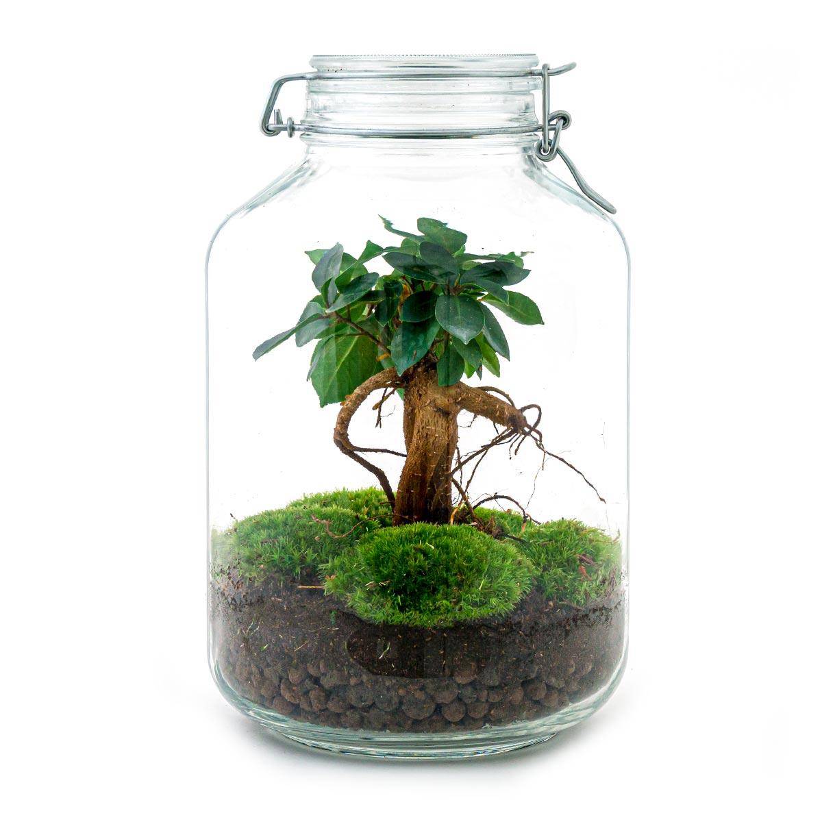 Terrarium à composer bouteille en verre recyclé - Ø18-H28cm - avec râteau, pelle et pince - Terrarium DIY - Image 3