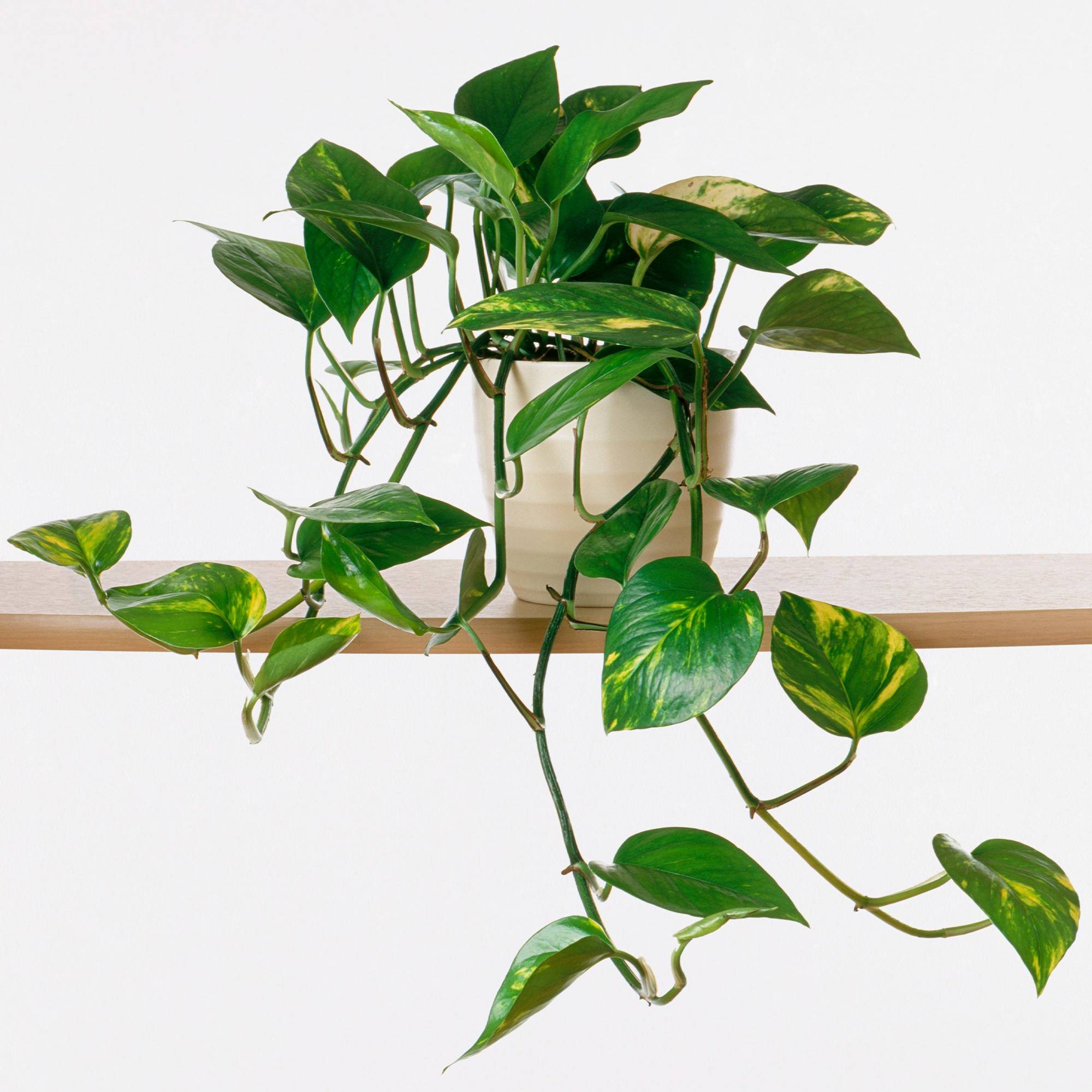 Gardenersdream - Plante Suspendue Gardenersdream Dans Un Panier Suspendu (Epipremnum Pinnatum Aureum) - Plantes D'Intérieur Naturelles - Plantes Verte En Pot Suspendu - Image 1