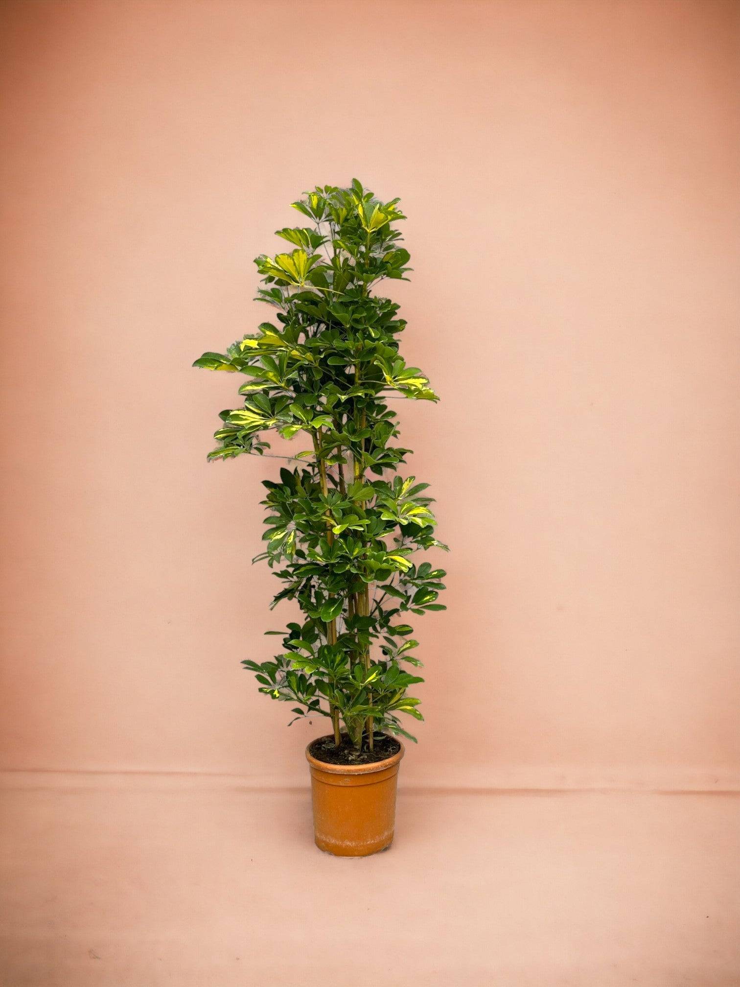 La Green Touch - Schefflera Gold Capella 160cm - Plante d'intérieur- La Green Touch - Image 3