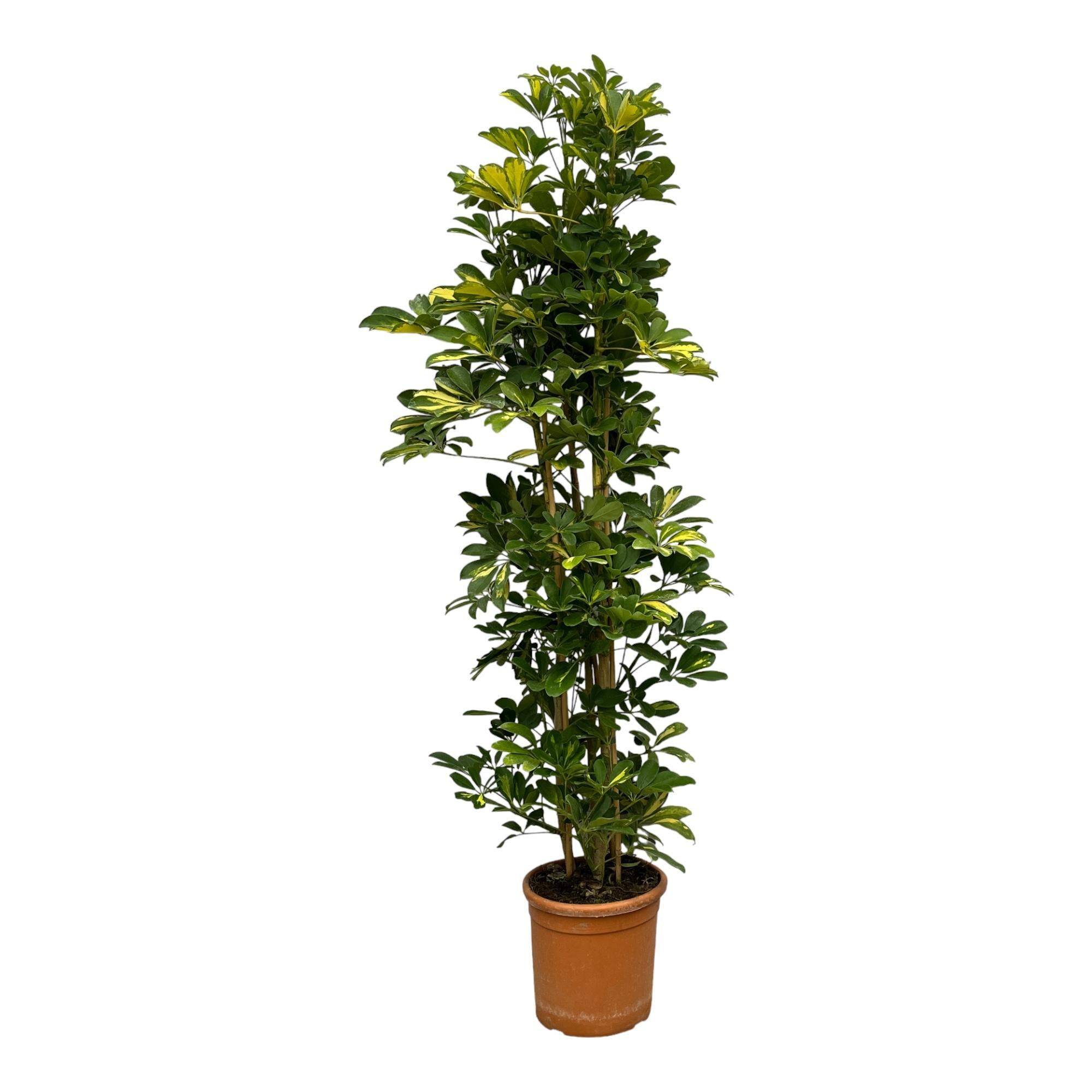 La Green Touch - Schefflera Gold Capella 160cm - Plante d'intérieur- La Green Touch - Image 1