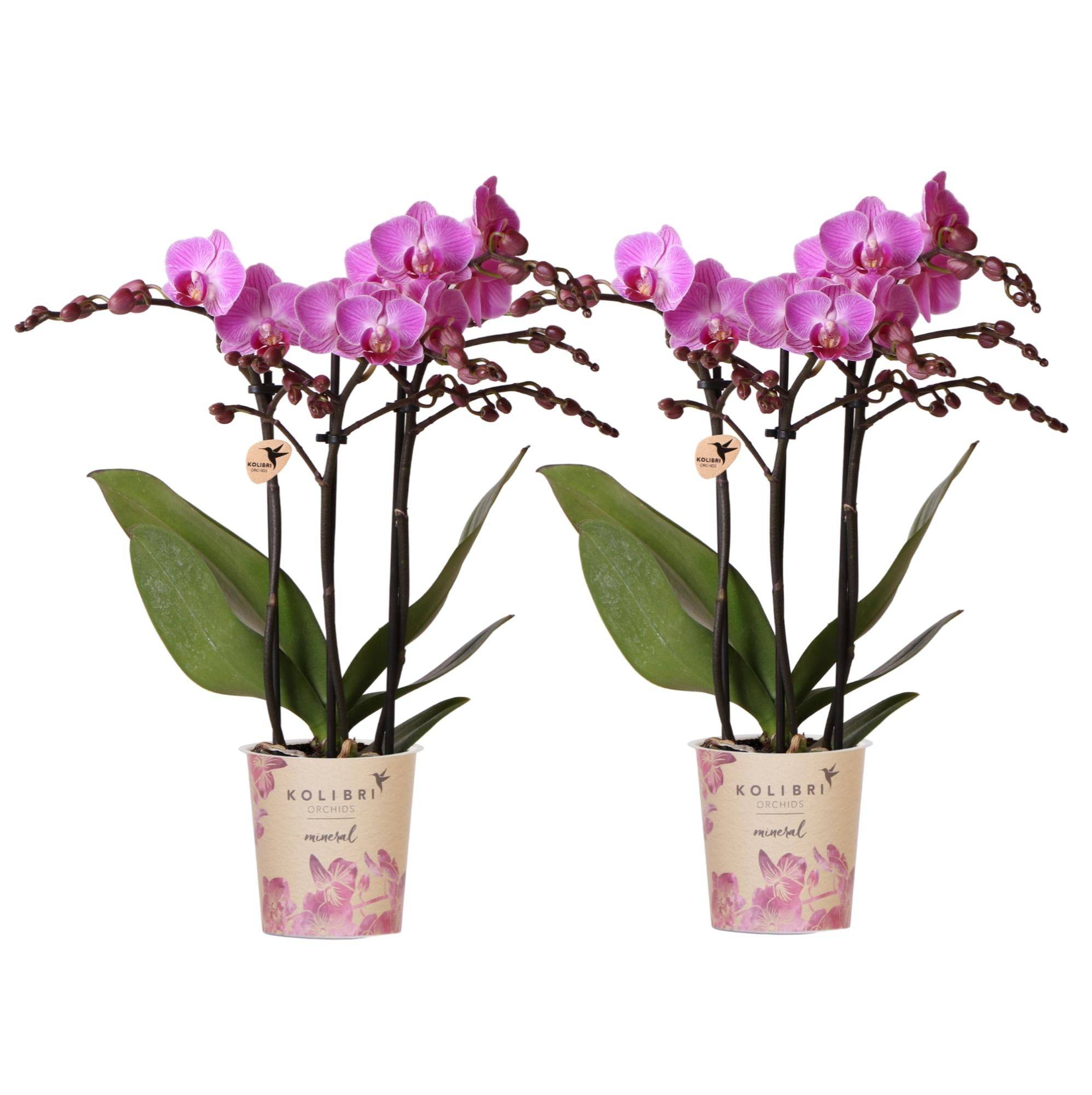 De 2 Orchidées Phalaenopsis - D9 H35cm - Image 1