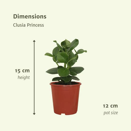 Clusia Princess (Abre Signature) - D12 H15cm - Image 4