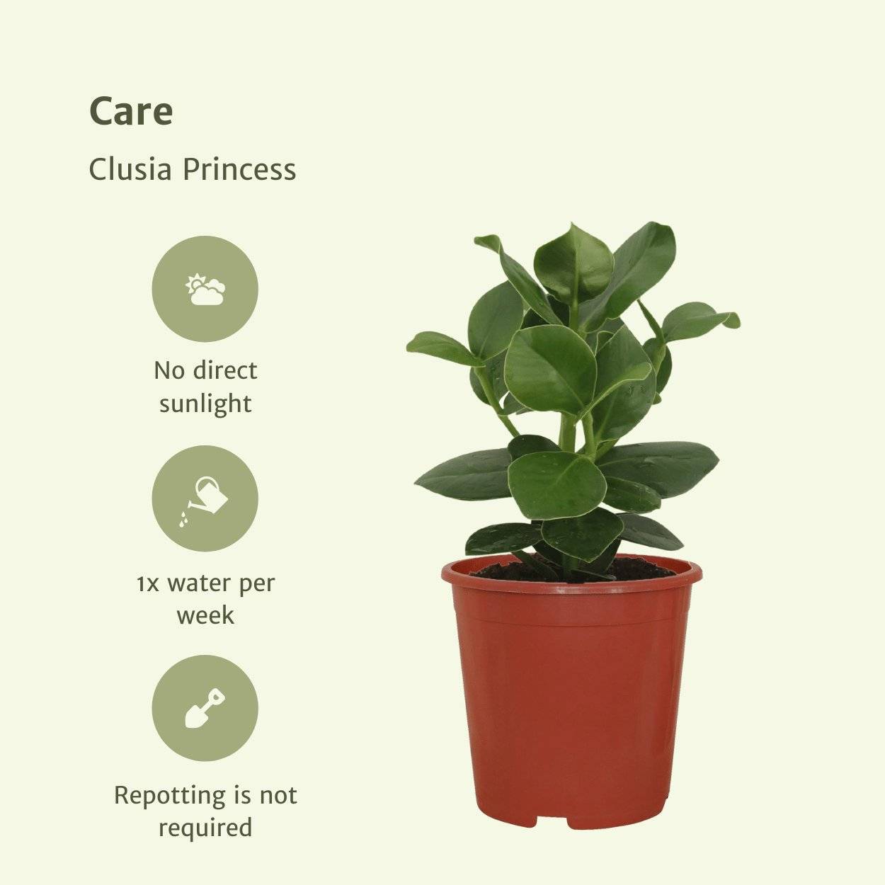 Clusia Princess (Abre Signature) - D12 H15cm - Image 5