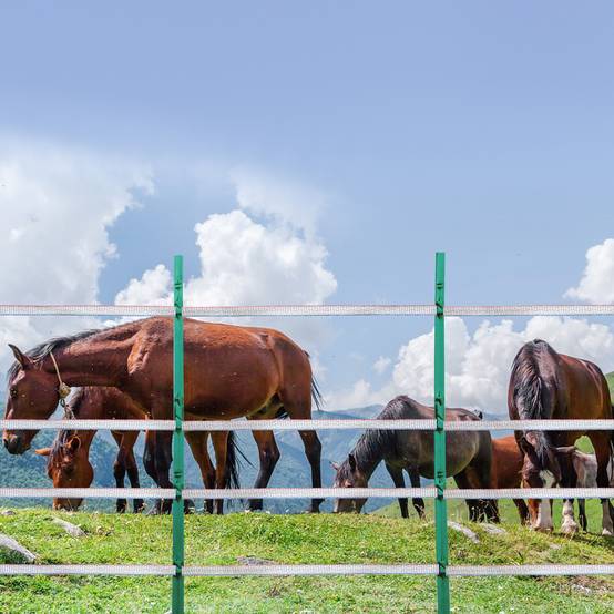 VEVOR Ruban clôture électrique 500 m, PEHD tressé, 6 brins inox, largeur 19 mm. Chevaux, bovins. - Image 8