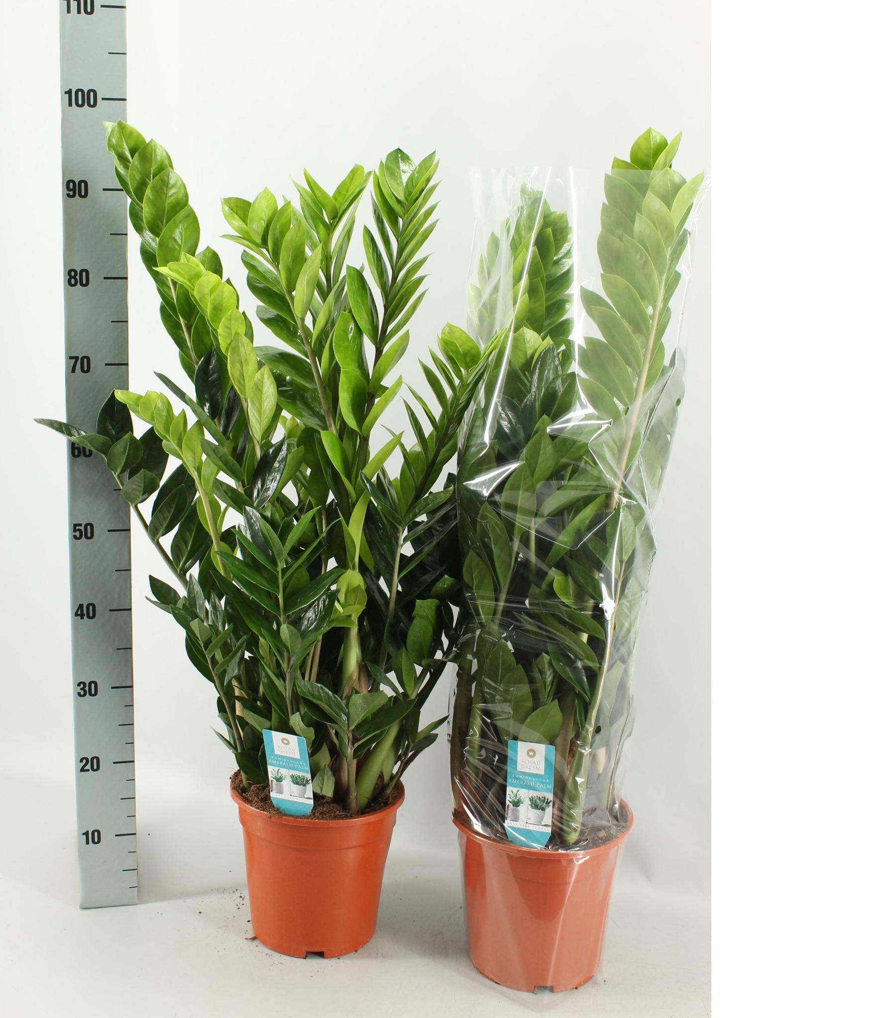 Zamioculcas Zamiifolia - D21 H95cm