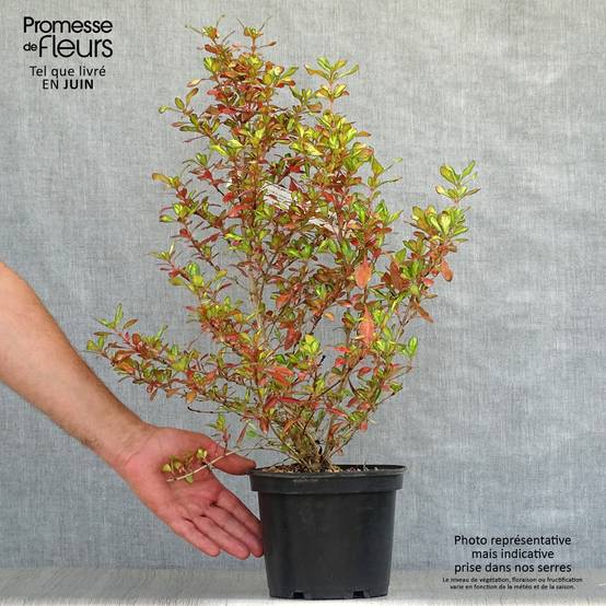 Coprosma Evening Glow Pot de 2L/3L - Image 2