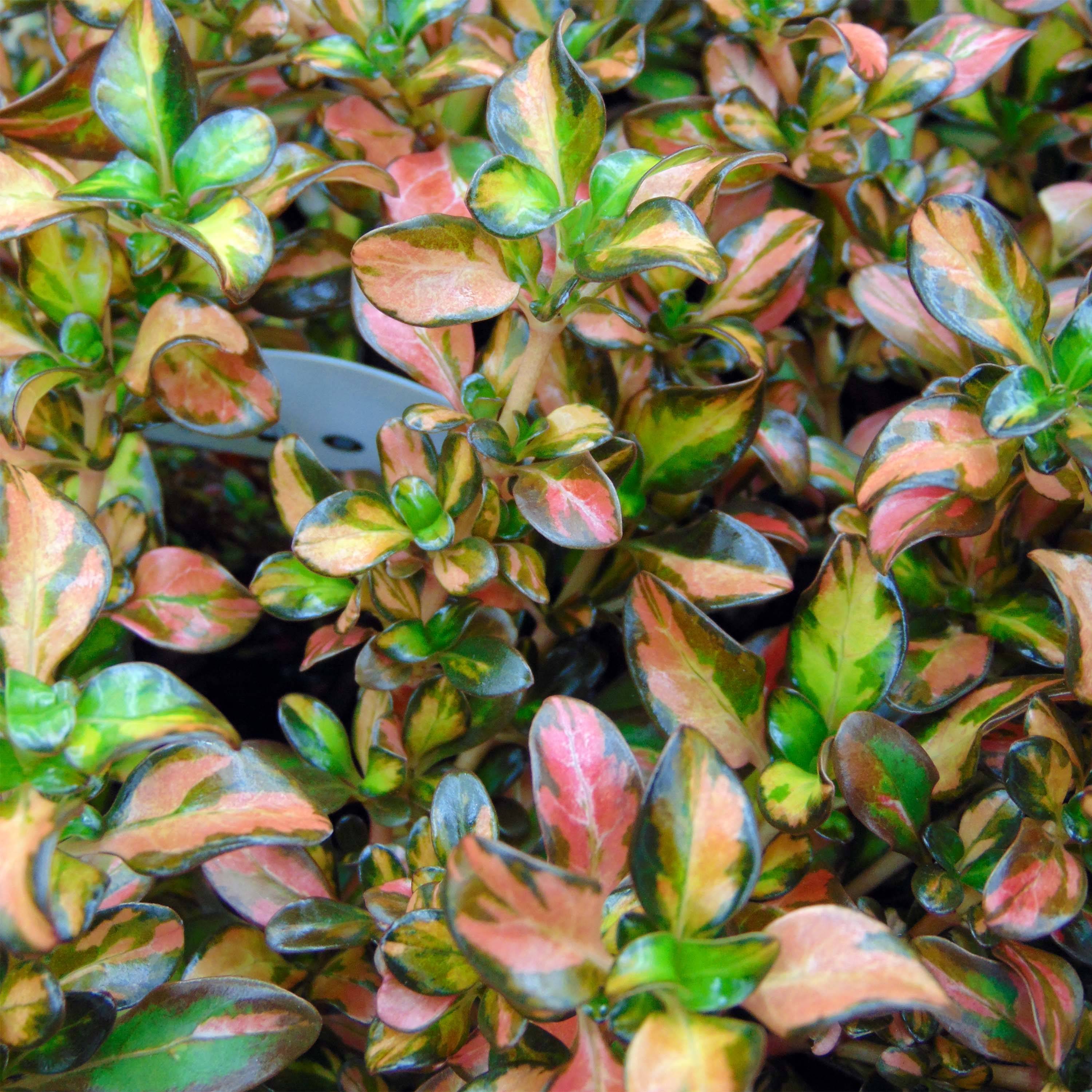 Coprosma Evening Glow Pot de 2L/3L - Image 1