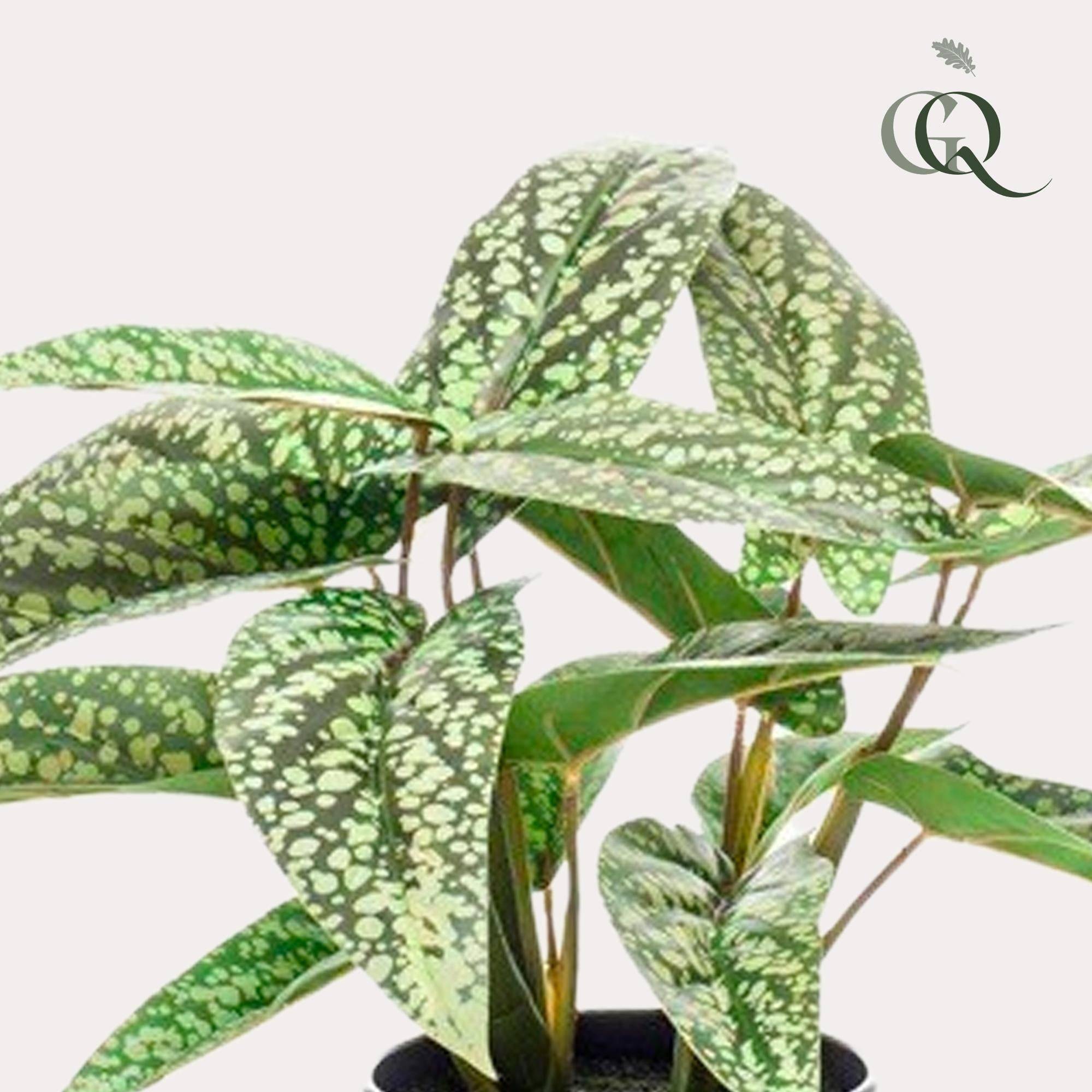 La Green Touch - Calathea Dots plante artificielle - h38cm, Ø15cm- La Green Touch - Image 2