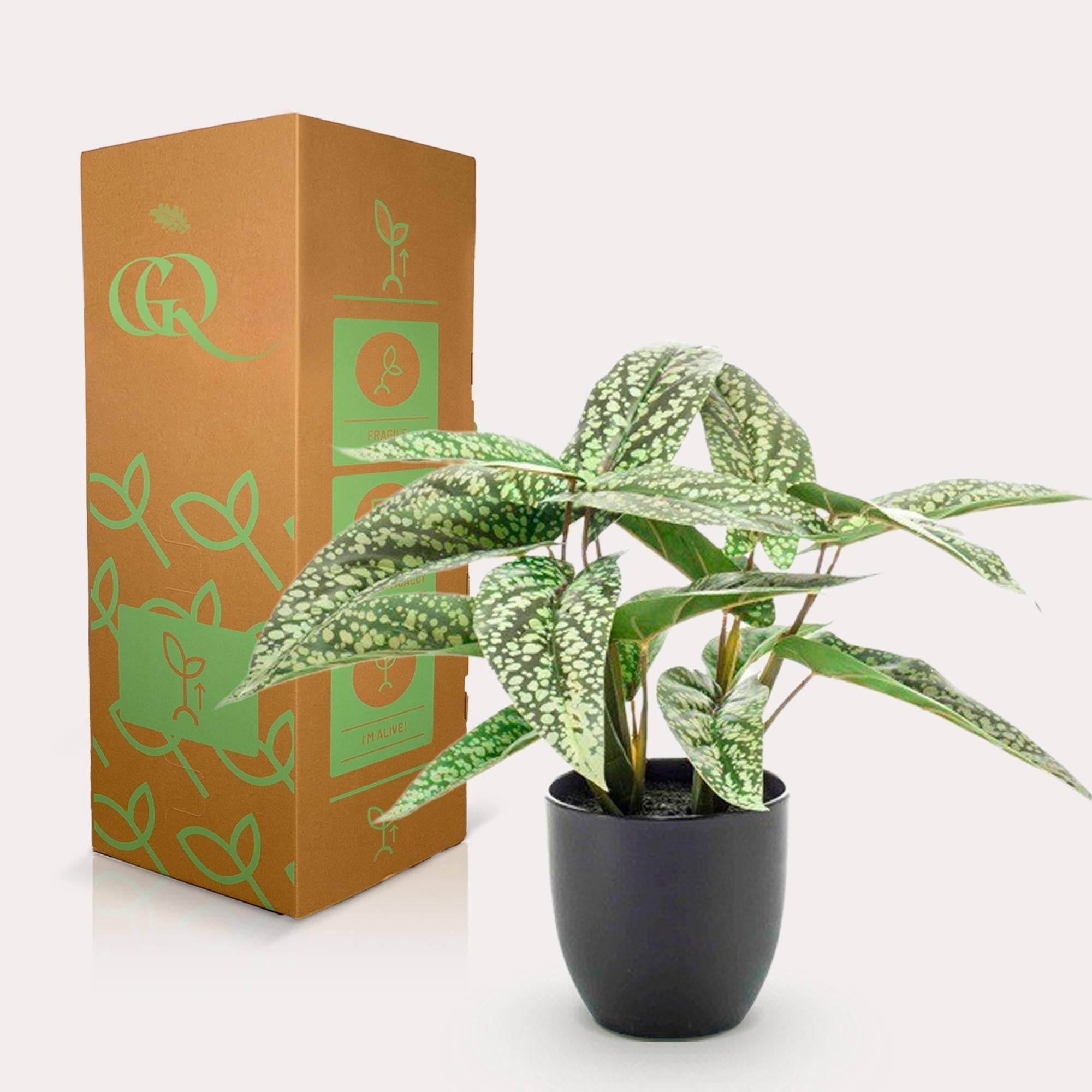 La Green Touch - Calathea Dots plante artificielle - h38cm, Ø15cm- La Green Touch - Image 3