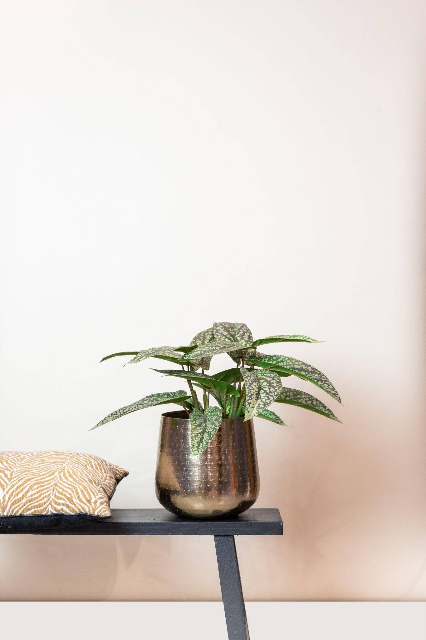 La Green Touch - Calathea Dots plante artificielle - h38cm, Ø15cm- La Green Touch - Image 6