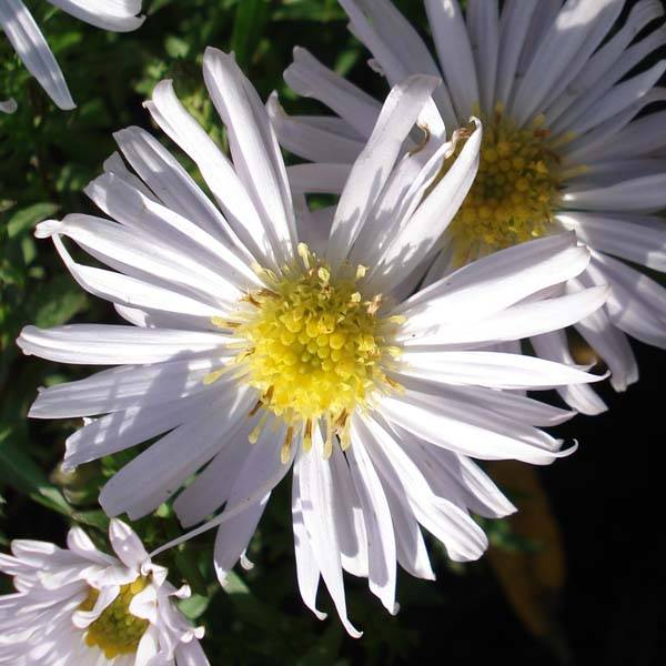 Promesse de Fleurs - Aster dumosus Kristina Godet de 8/9 cm