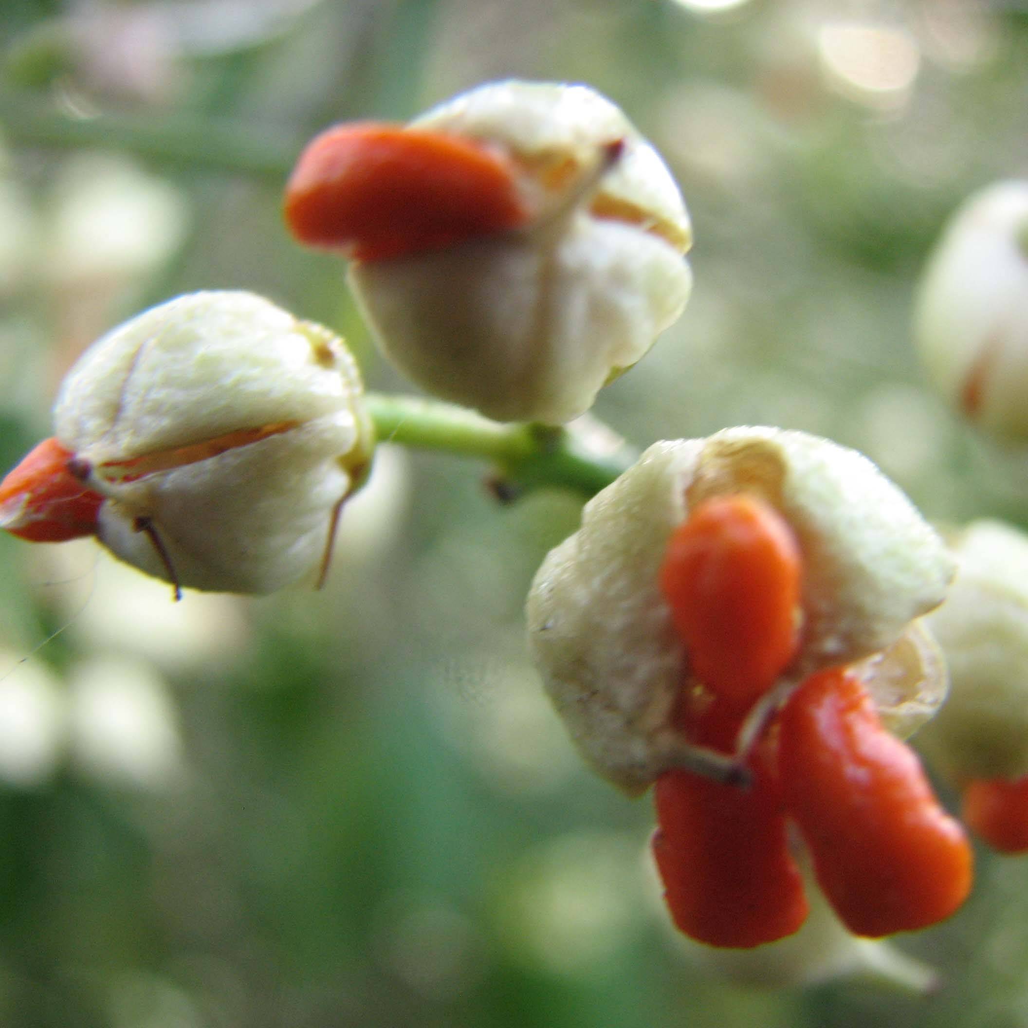 Euonymus fortunei Dart's Blanket - Fusain rampant Pot de 2L/3L - Image 1
