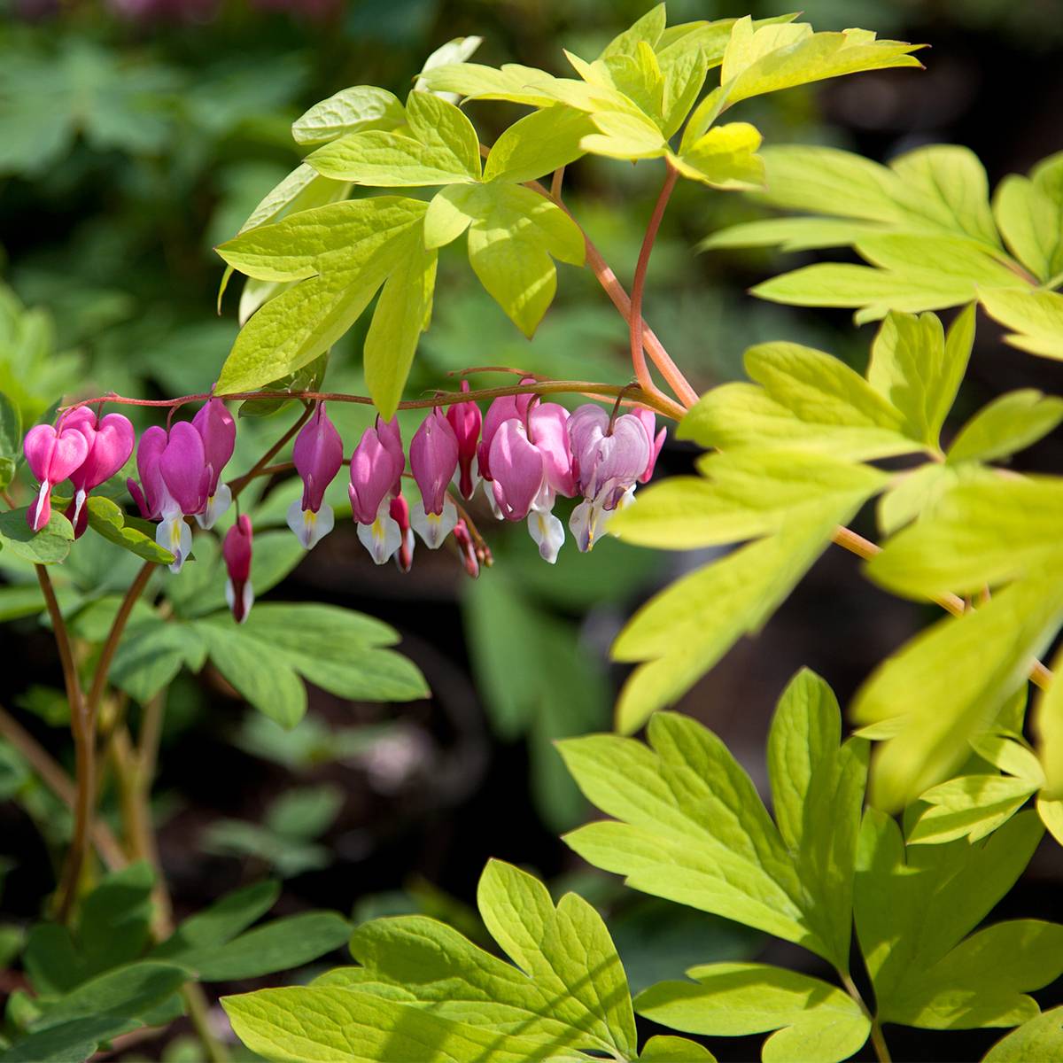 Promesse de Fleurs - Coeur de Marie - Dicentra spectabilis Yellow Leaf Pot de 3L/4L