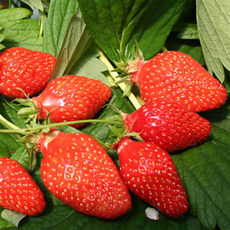 Promesse de Fleurs - Fraisier Gariguette (non remontant ) Motte 4 cm x 4,5 cm (par 3)