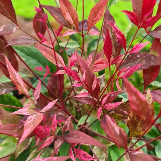 Bambou sacré Red Light® 'NRL2015', Nandina - Pot de 3L - 20/40 cm - Image 2