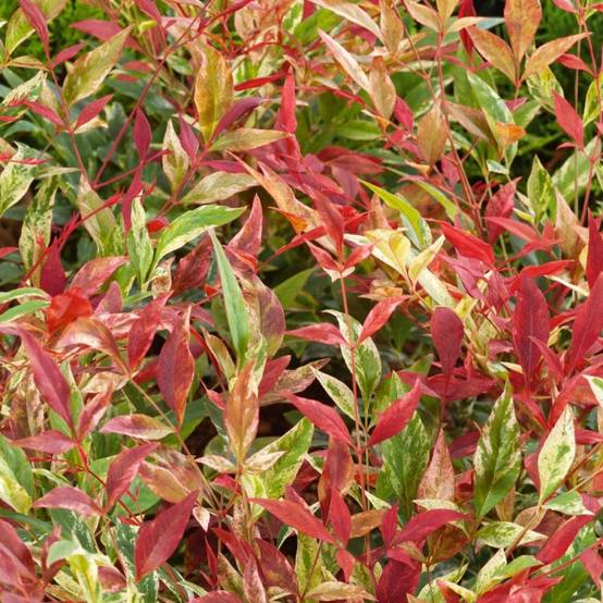 Bambou sacré Red Light® 'NRL2015', Nandina - Pot de 3L - 20/40 cm - Image 4