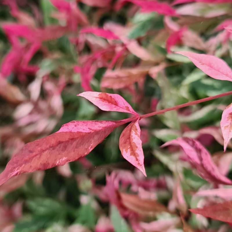 Bambou sacré Red Light® 'NRL2015', Nandina - Pot de 3L - 20/40 cm - Image 3