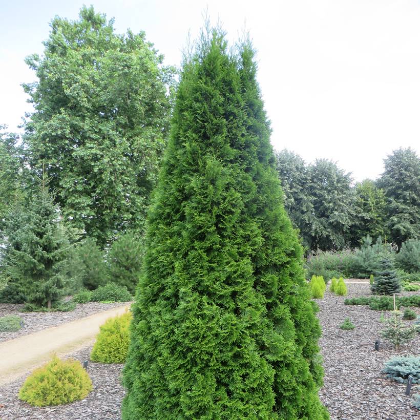 Thuya du Canada - Thuja occidentalis Pyramidalis Compacta Godet de 8/9 cm