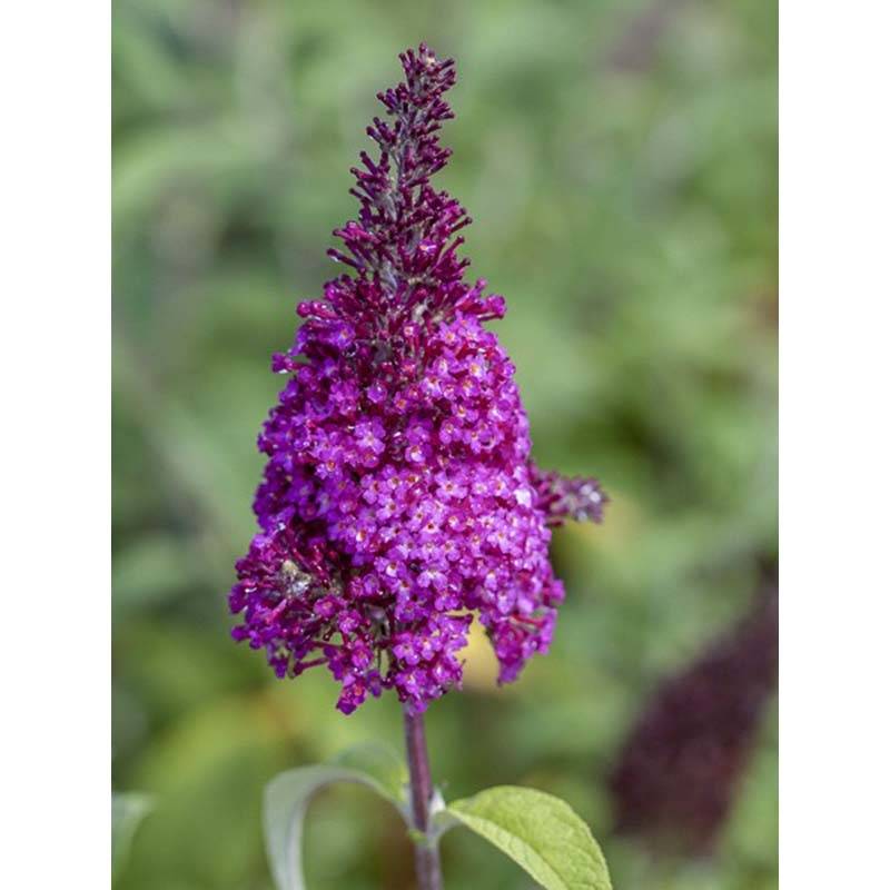 Buddleja Funky Fuchsia - Arbre aux papillons Pot de 2L/3L