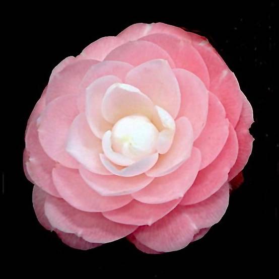 Camélia classique - Camellia japonica Sweet Olive Pot de 2L/3L - Image 1