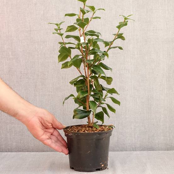 Camélia classique - Camellia japonica Sweet Olive Pot de 2L/3L - Image 2