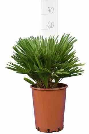Sans Marque - Chamaerops humilis var. cerifera (Palmier doum bleu) Couleur floraison:jaune - Taille:Pot de 2 litres ? 10/30cm - Image 1