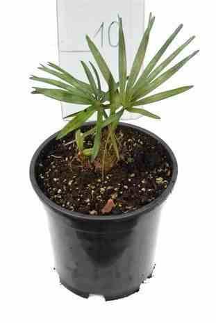 Sans Marque - Chamaerops humilis var. cerifera (Palmier doum bleu) Couleur floraison:jaune - Taille:Pot de 2 litres ? 10/30cm - Image 2