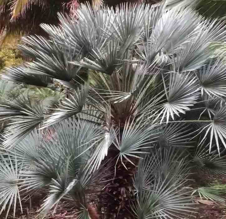 Sans Marque - Chamaerops humilis var. cerifera (Palmier doum bleu) Couleur floraison:jaune - Taille:Pot de 2 litres ? 10/30cm - Image 4