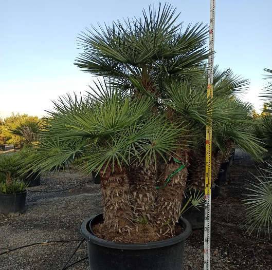 Sans Marque - Chamaerops humilis var. cerifera (Palmier doum bleu) Couleur floraison:jaune - Taille:Pot de 2 litres ? 10/30cm - Image 7
