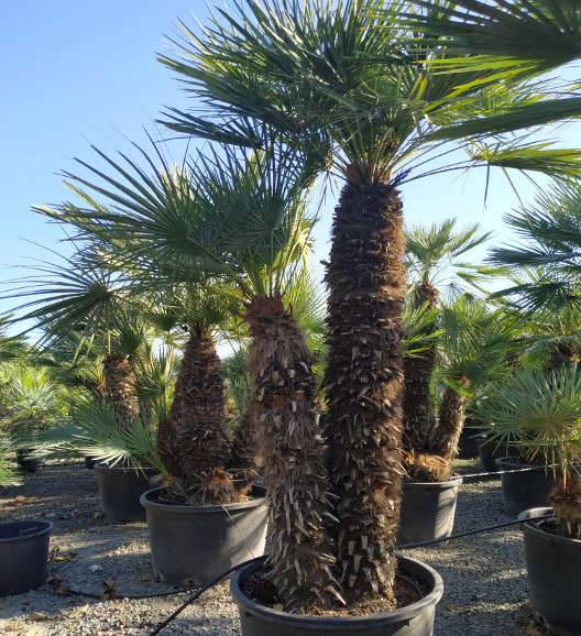 Sans Marque - Chamaerops humilis var. cerifera (Palmier doum bleu) Couleur floraison:jaune - Taille:Pot de 2 litres ? 10/30cm - Image 6