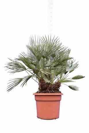 Sans Marque - Chamaerops humilis var. cerifera (Palmier doum bleu) Couleur floraison:jaune - Taille:Pot de 2 litres ? 10/30cm - Image 3