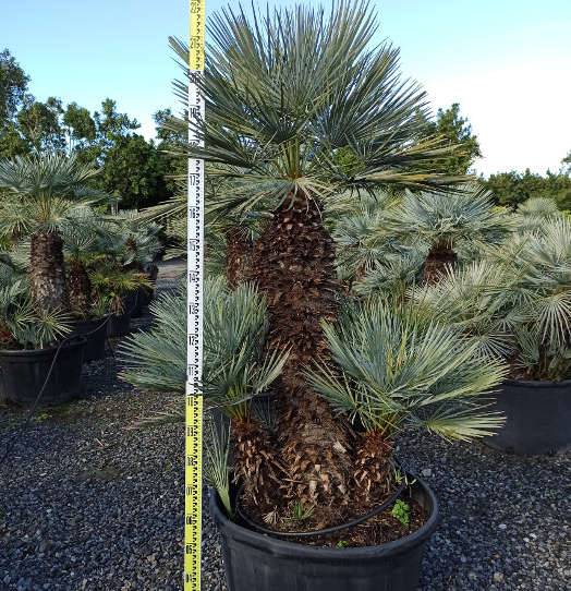 Sans Marque - Chamaerops humilis var. cerifera (Palmier doum bleu) Couleur floraison:jaune - Taille:Pot de 2 litres ? 10/30cm - Image 5