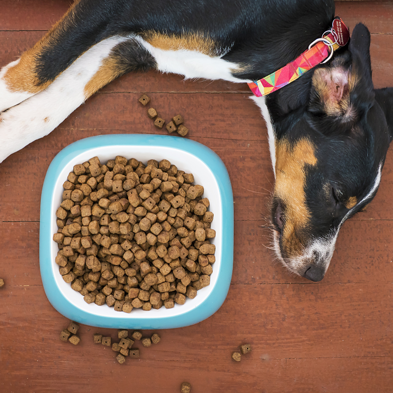 Almo Nature - Almo Nature - Croquettes Holistic Maintenance au Poulet pour Chien de Grande Taille - Image 2
