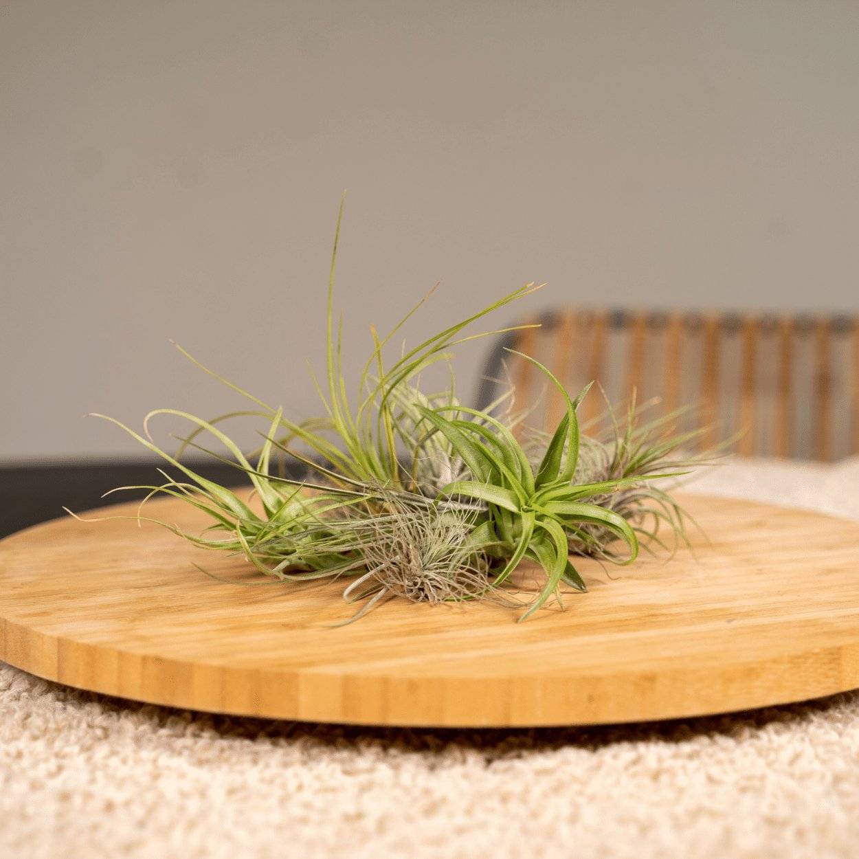 Coffret Tillandsia - Image 3