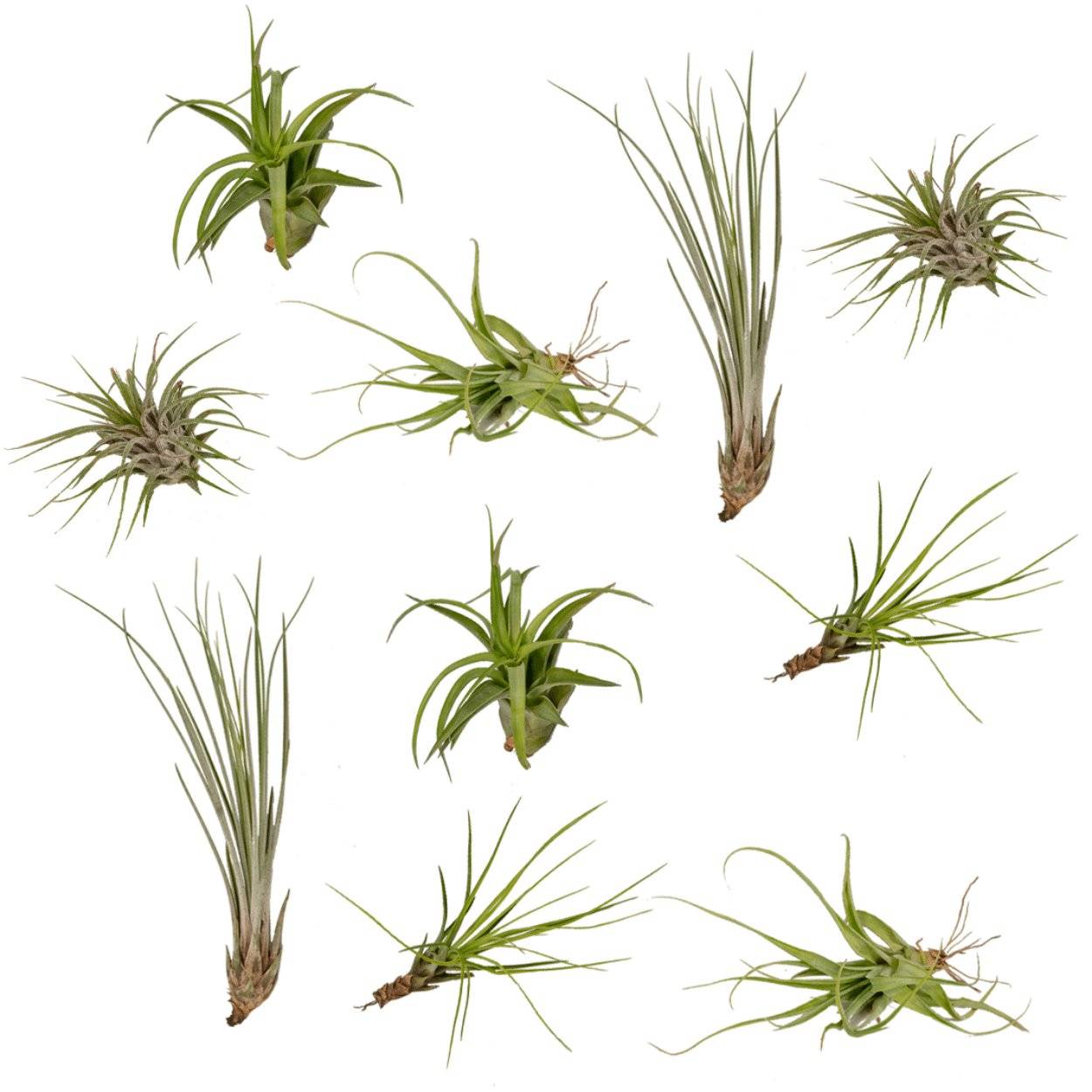 Coffret Tillandsia - Image 2