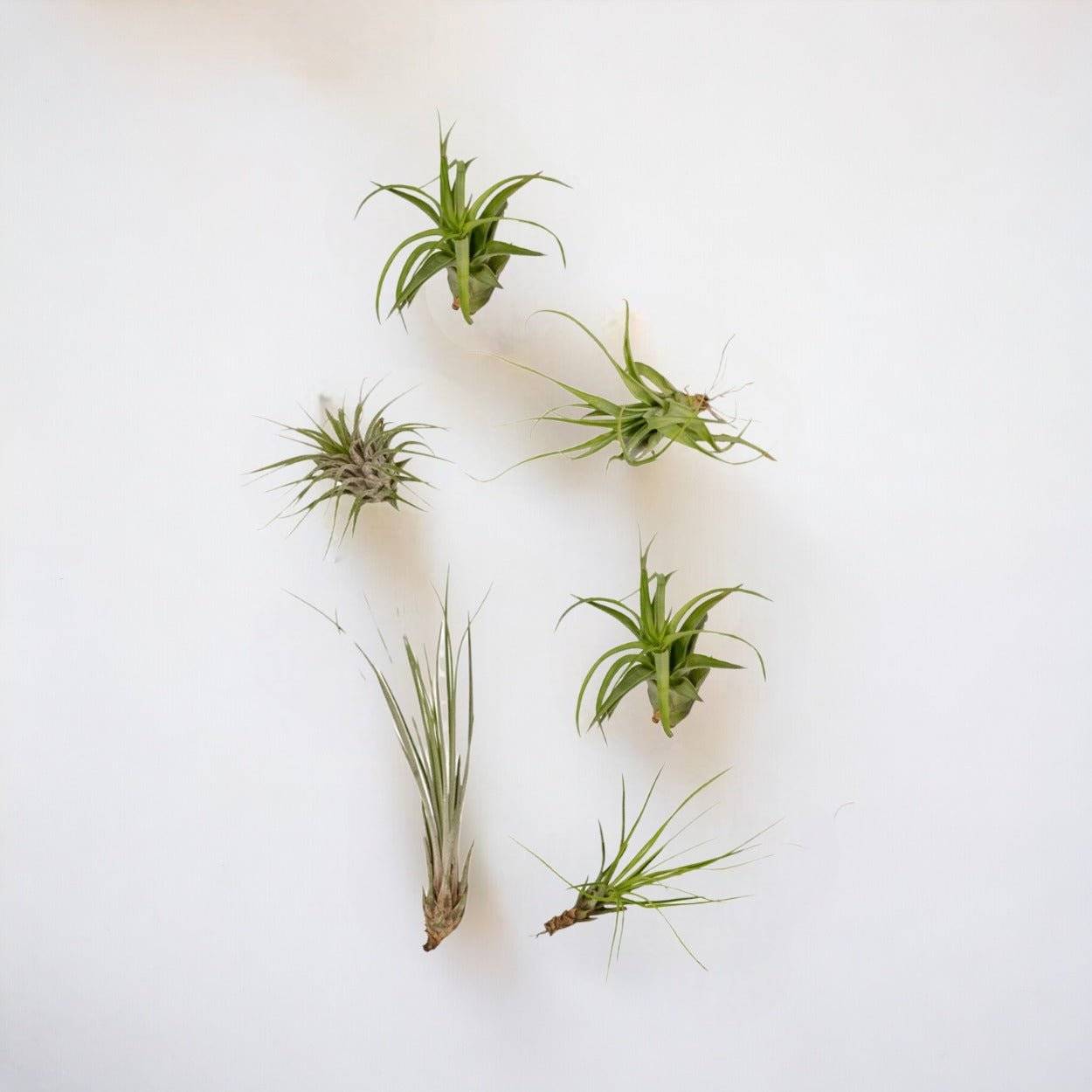 Coffret Tillandsia