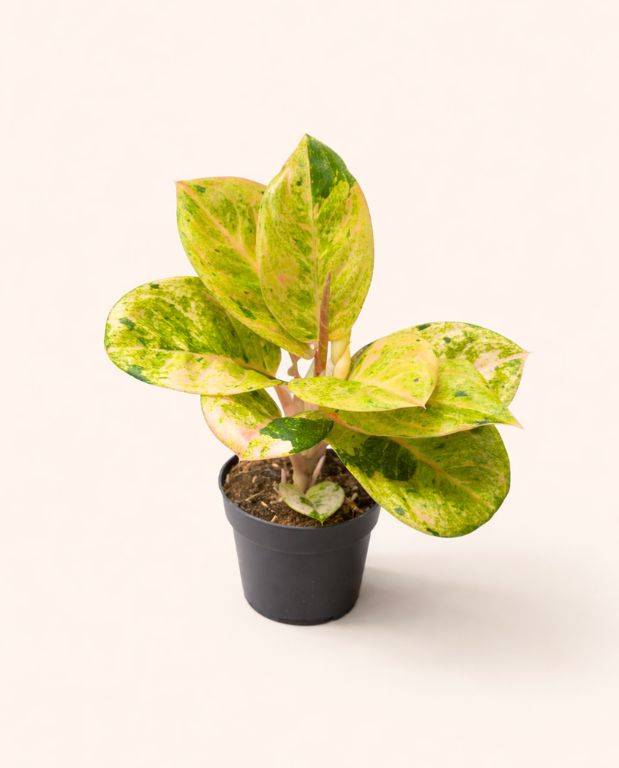 Aglaonema Apple Fantasy D. 12cm H. 35cm - Plante d'intérieur - IndoorPoppies