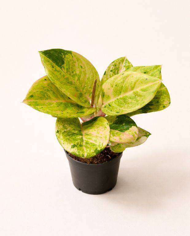 Aglaonema Apple Fantasy D. 12cm H. 35cm - Plante d'intérieur - IndoorPoppies - Image 3