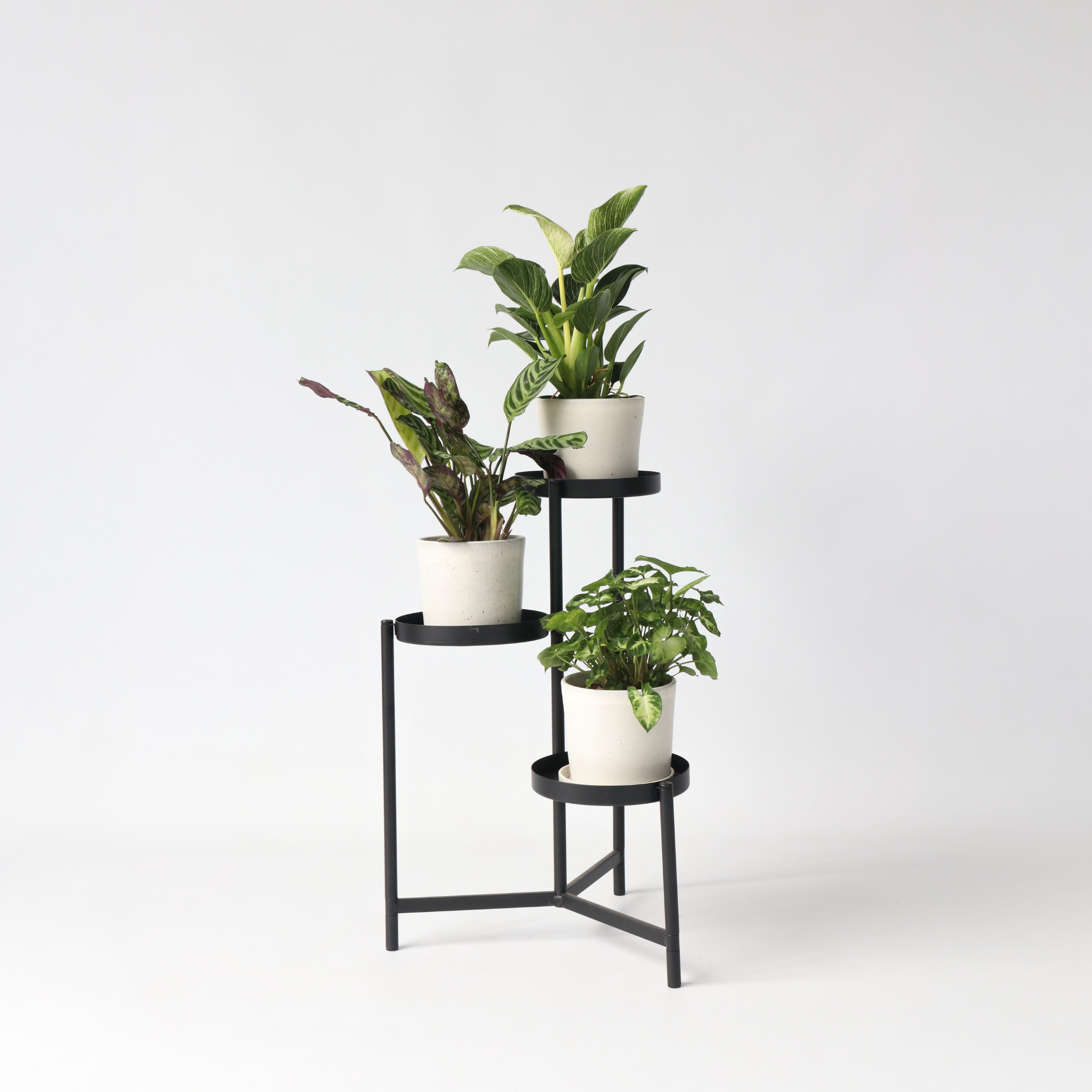 Mélange de plantes d'intérieur - Set de 3 - Hauteur 25-40cm - ⌀12cm - Image 2